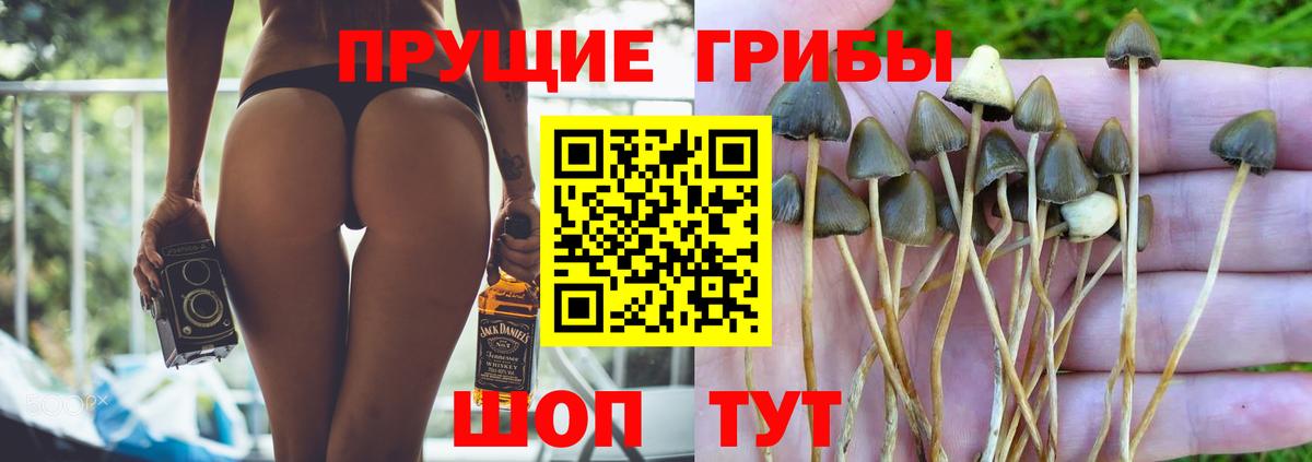 Псилоцибиновые грибы Psilocybe Можга